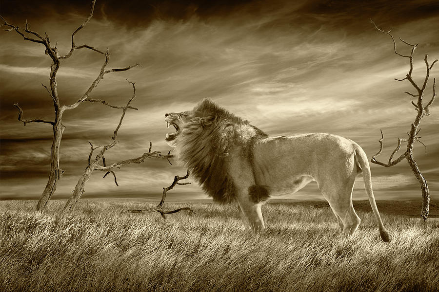 The Lion Roars Tonight in Sepia Tone Photograph by Randall Nyhof