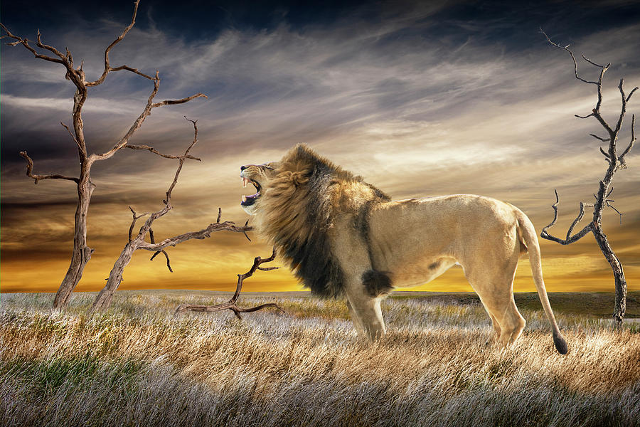 The Lion Roars Tonight Photograph by Randall Nyhof