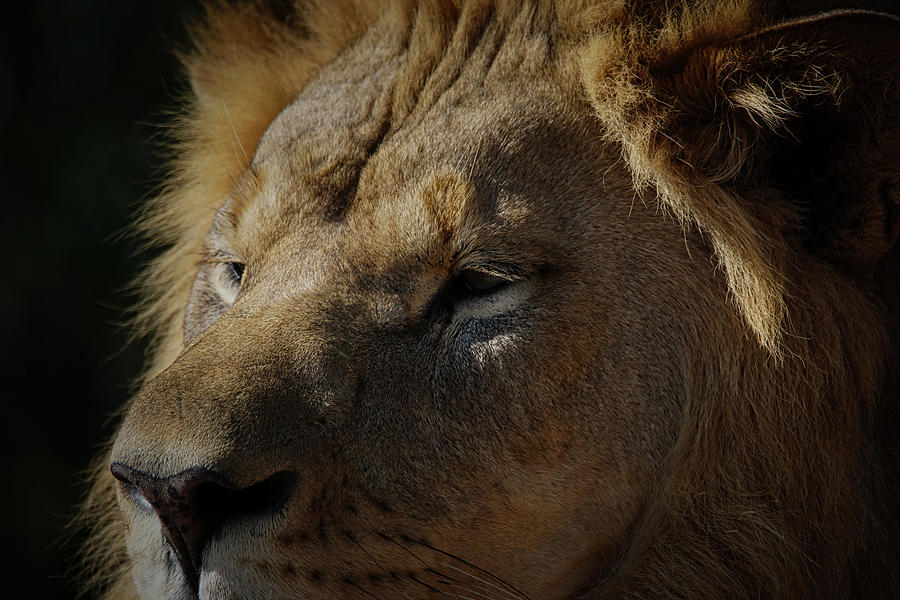 Lion Photograph - The Lion Up close by Ernest Echols