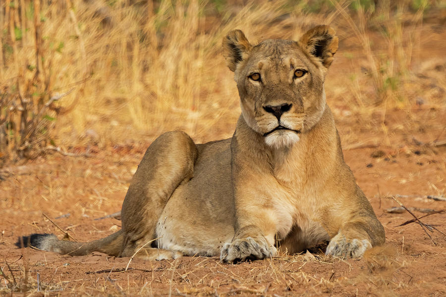 The Lionness Photograph by Jack Nevitt