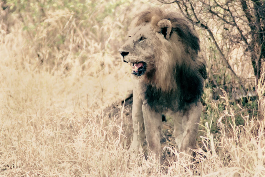 A Lions Roar - Courage and Strength - African Safari Photograph by Bonnie Colgan