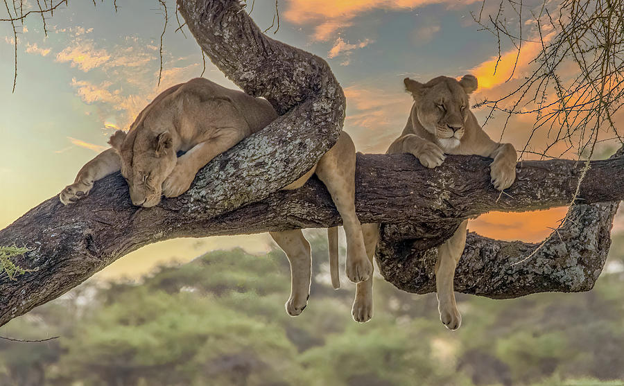 The Lions Sleep Tonight, Tanzania Photograph by Marcy Wielfaert
