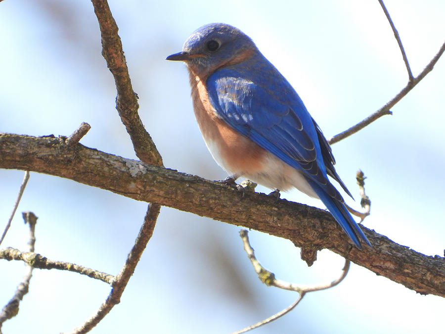 The Little Bluebird Photograph by Living Color Photography Lorraine Lynch