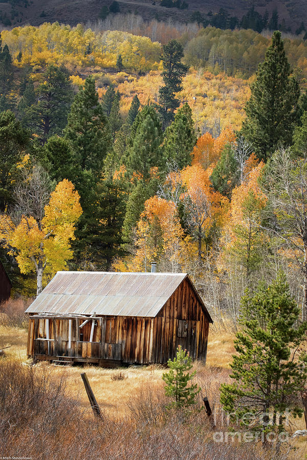 The Little Cabin In The Woods Photograph