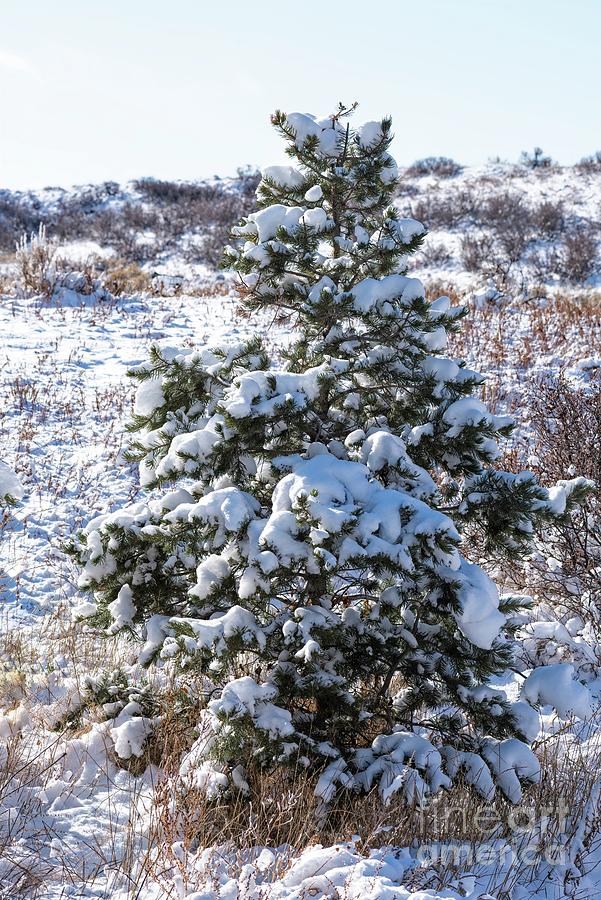The Little Christmas Tree Photograph by Jon Burch Photography