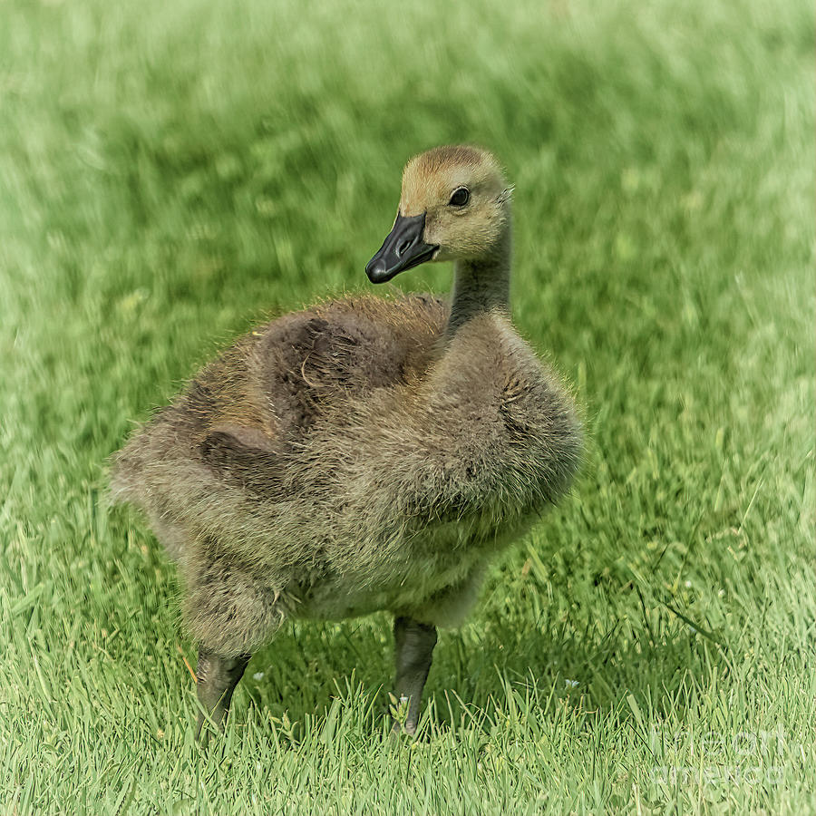 The Little Goose Photograph