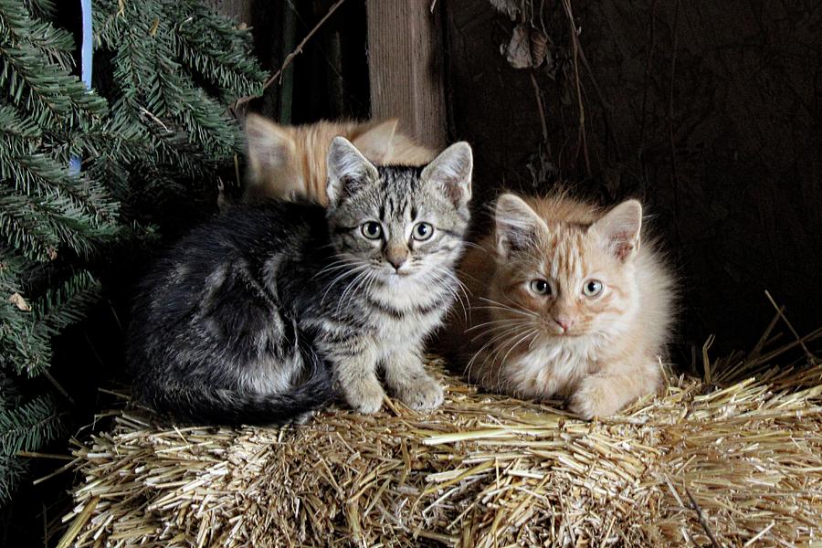 The Little Kittens Photograph by Karen McKenzie McAdoo