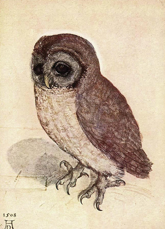 The Little Owl Digital Art by Long Shot