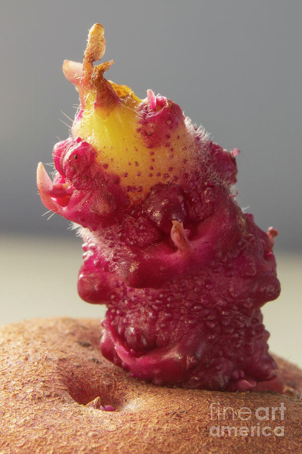 Nature Photograph - The Little Red Potato Monster by Stephen Thomas