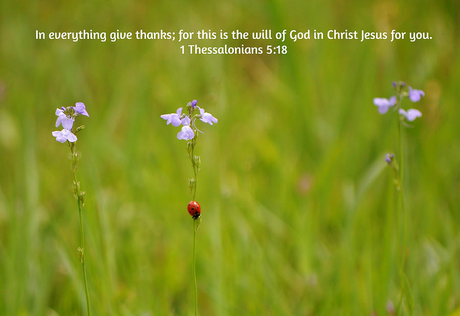 The Little Things Ladybug On Wildflower And Scripture Photograph