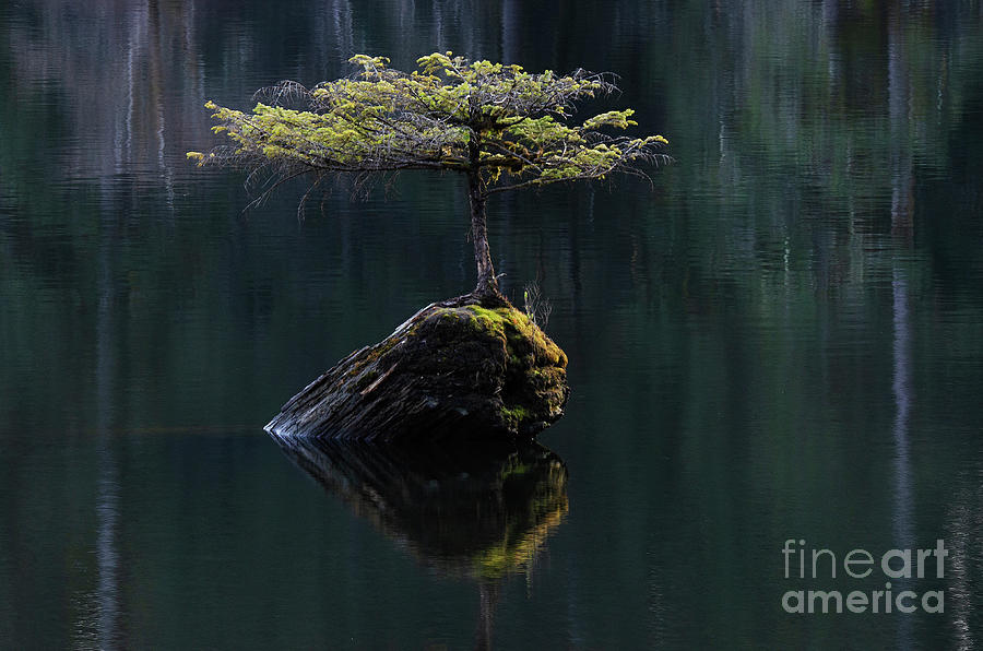 The Little Tree On Fairy Lake 11 Photograph by Bob Christopher