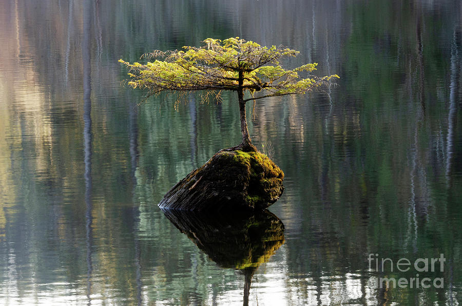 The Little Tree On Fairy Lake 12 Photograph by Bob Christopher