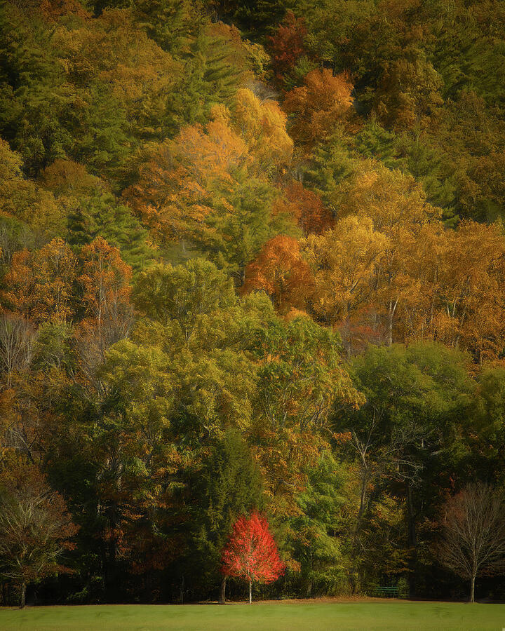 The Little Tree That Could Photograph by Dodie Ross The Little Tree That Could Photograph by Dodie Ross