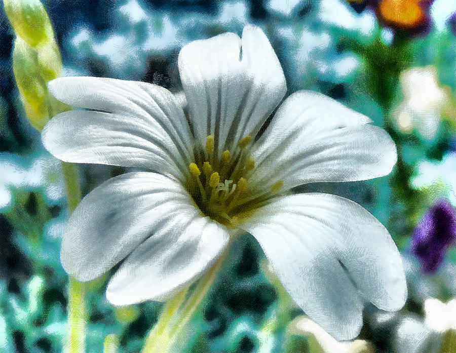 The Little White Flower Digital Art by Steve Taylor