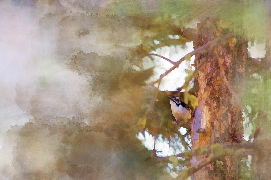 The Little Woodpecker Photograph by Roberta Murray