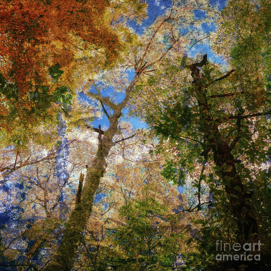 Fall Photograph - The Living Forest by Russell Brown