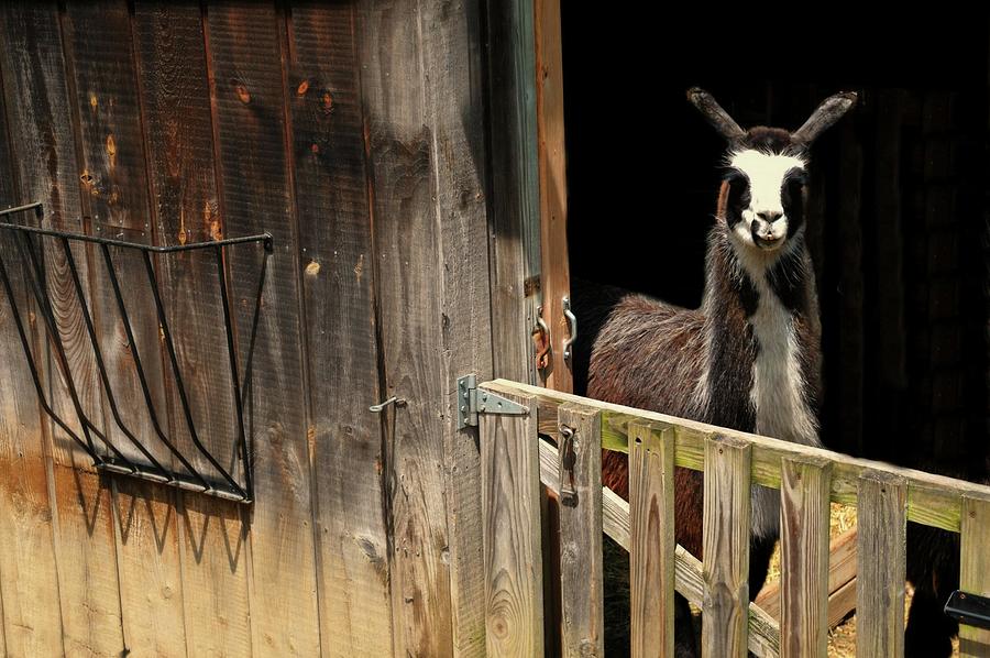 Animal Photograph - The Llama Barn by Diana Angstadt