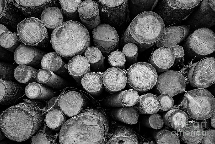 The Logs Photograph by Daniel M Walsh