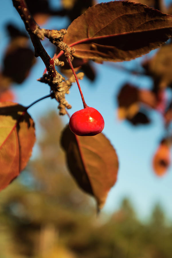 The Lone Apple Photograph by Jesse Woodward - Fine Art America