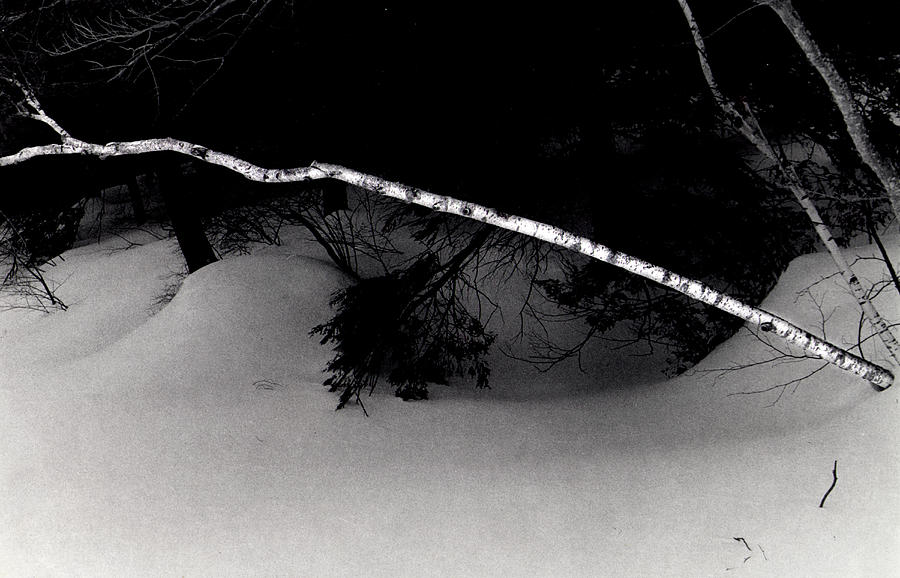 The Lone Birch Photograph by Wayne King