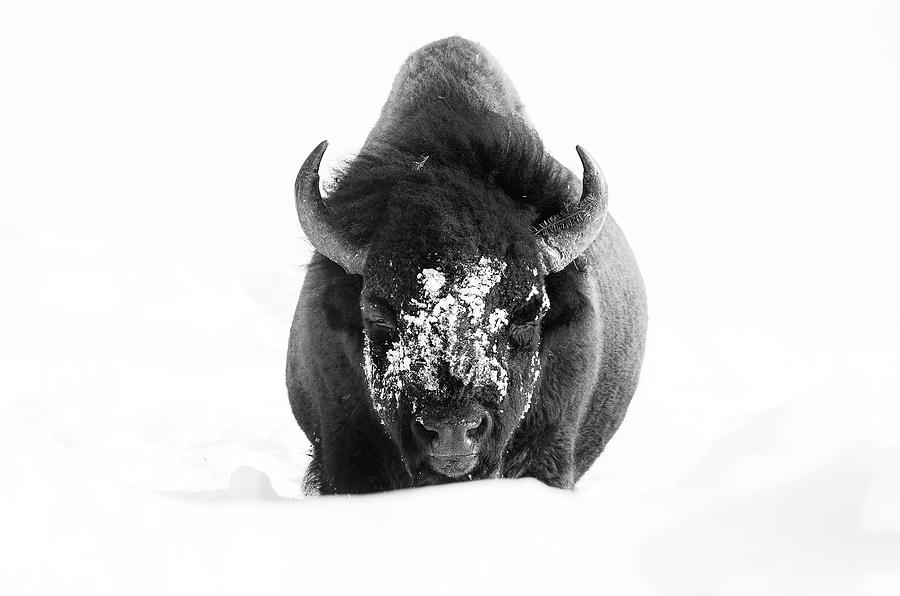The Lone Bull Photograph by Max Waugh