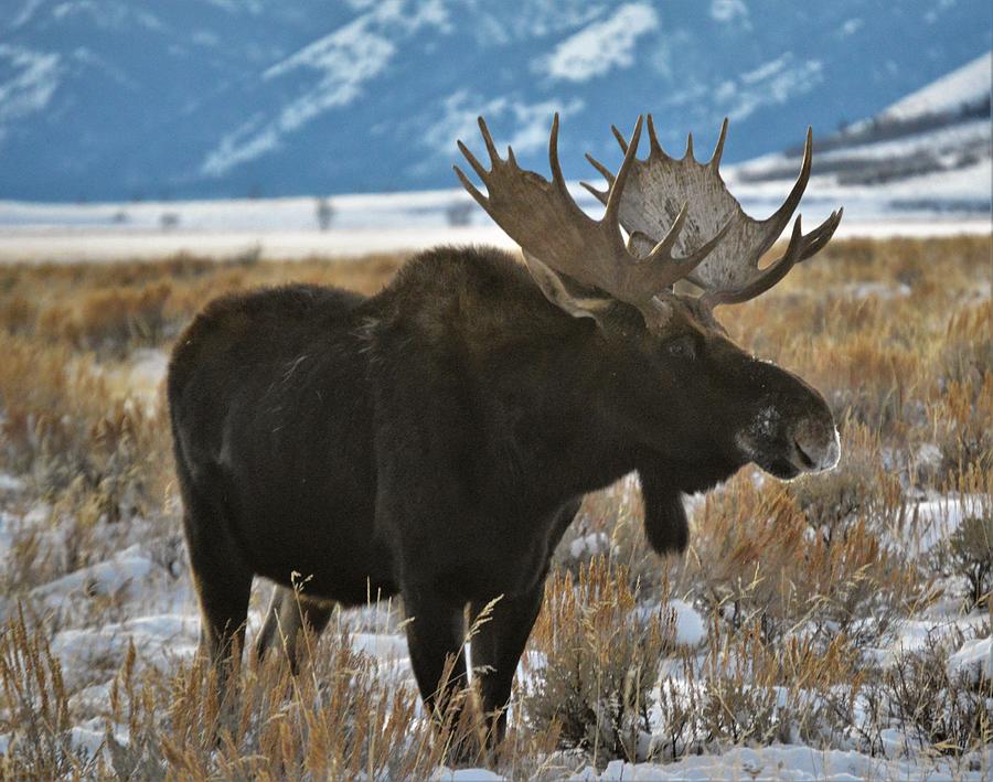 The lone bull moose in Kelly, Wyoming. Photograph by Stacy Jenkins ...