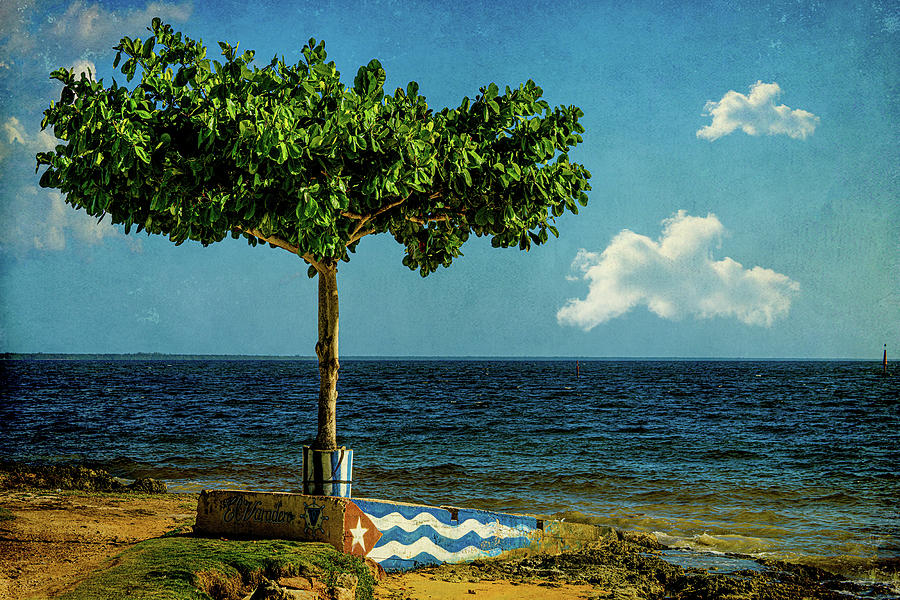 The Lone Cuban Beach Tree Photograph