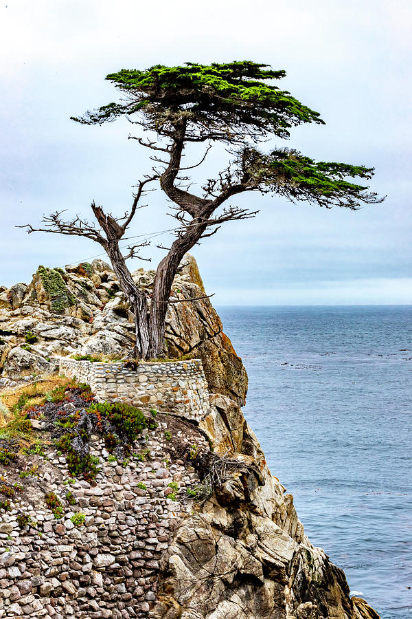 The Lone Cypress Photograph by Bill Gallagher