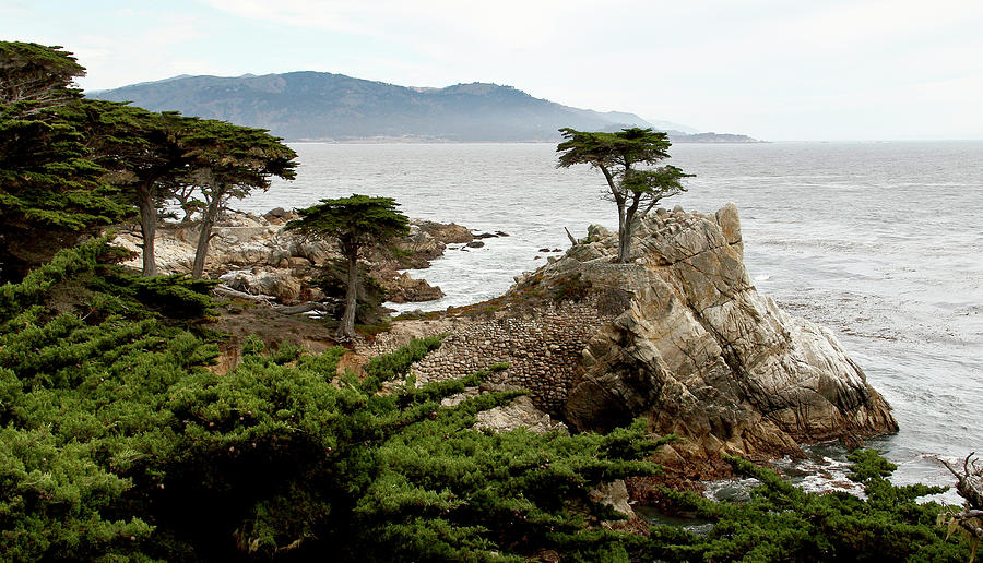 The lone cypress Photograph by Eyes Of CC