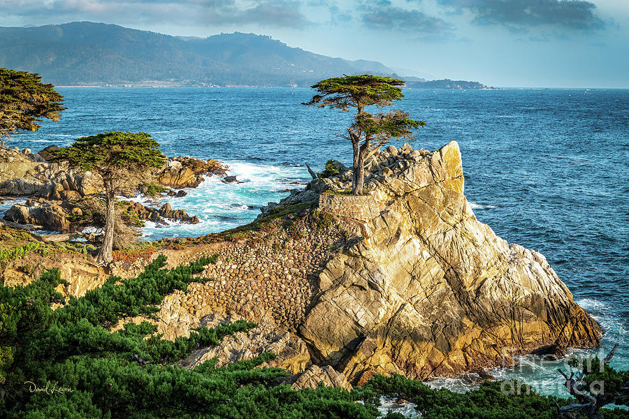 The Lone Cypress Photograph by David Levin