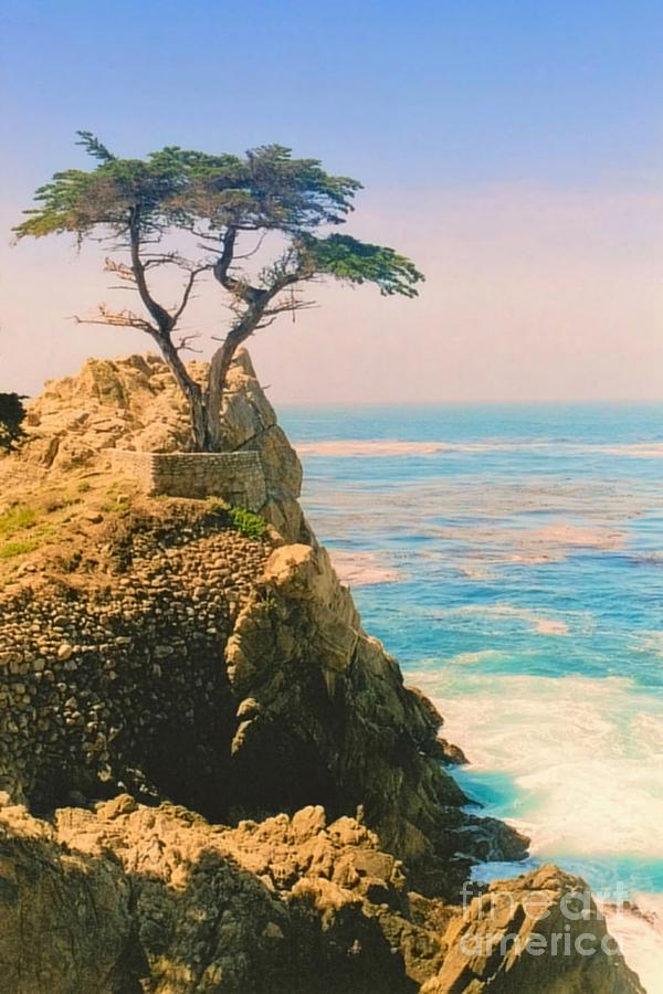 The Lone Cypress Photograph by DJ Florek
