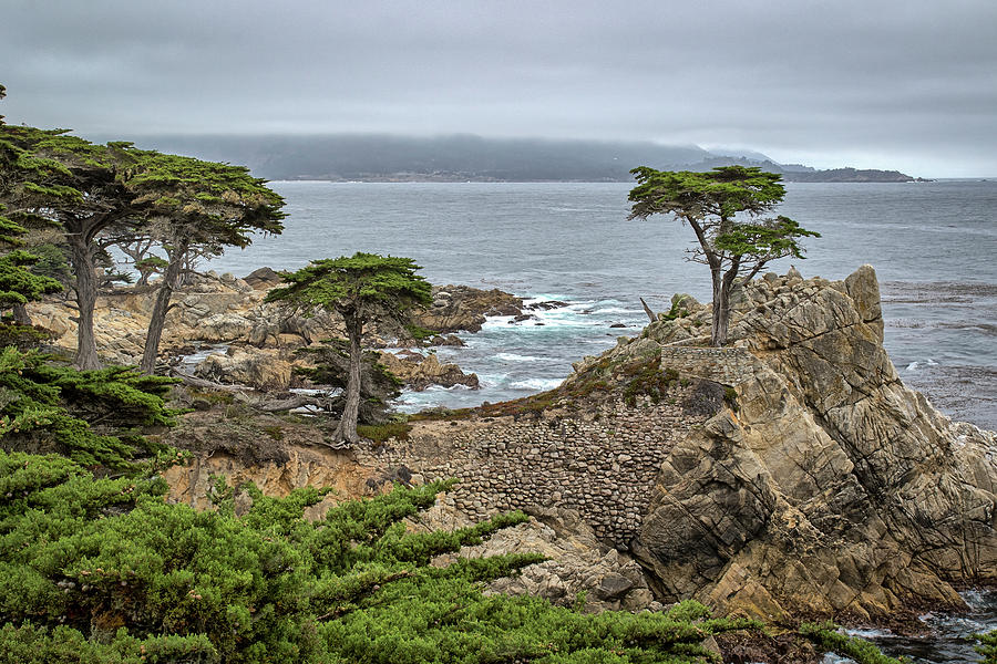 The Lone Cypress Photograph by Gary Geddes
