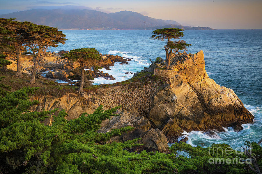 The Lone Cypress Photograph by Inge Johnsson