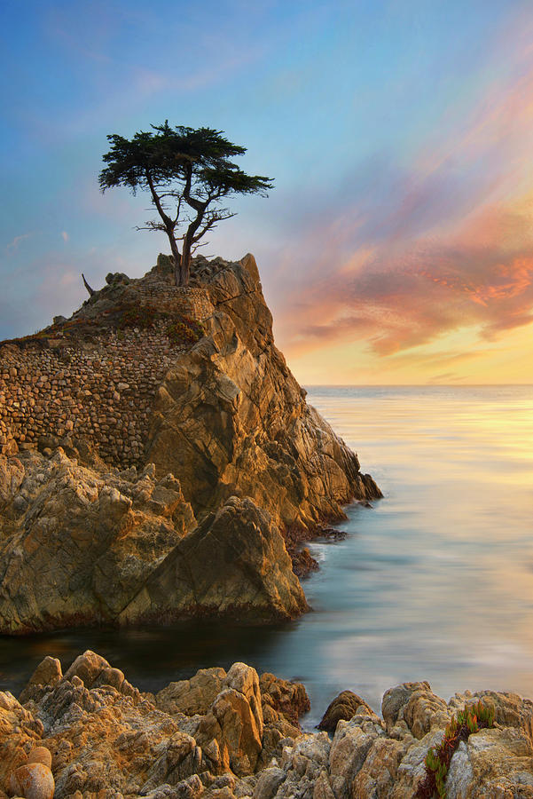 The Lone Cypress Photograph by Lee Sie
