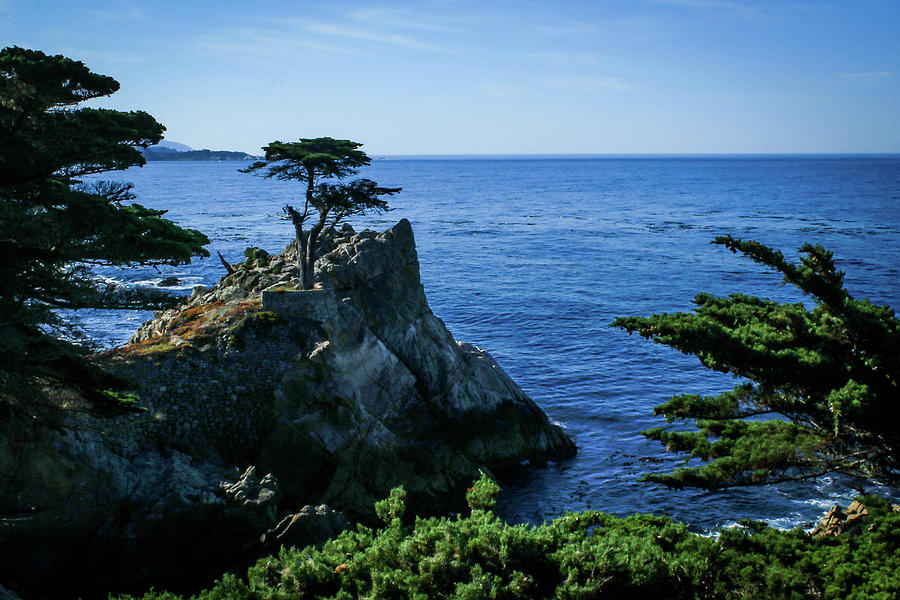 The Lone Cypress Pebble Beach Ca Photograph By Janine Moore