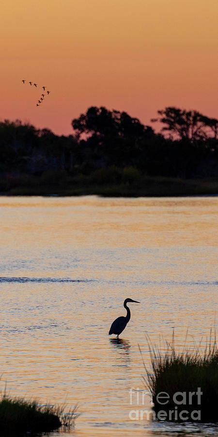 The Lone Heron  Photograph by Laurinda Bowling