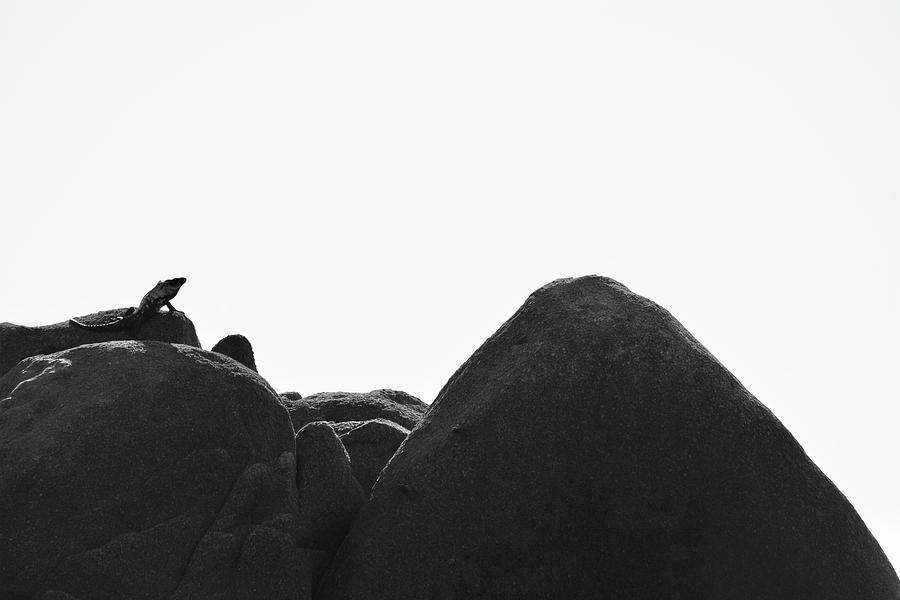Black And White Photograph - The Lone Iguana by Running J