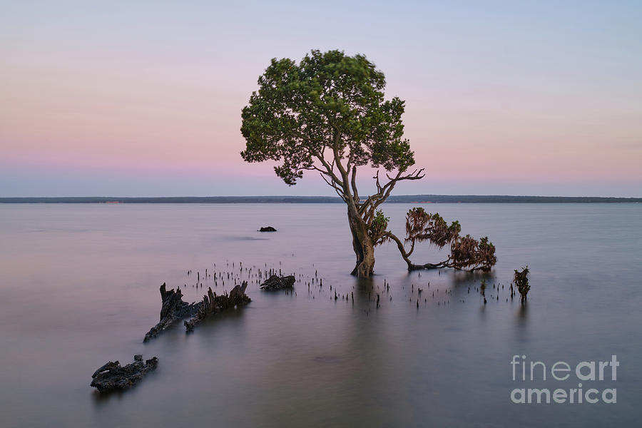 The Lone Mangrove Photograph by Neil Maclachlan