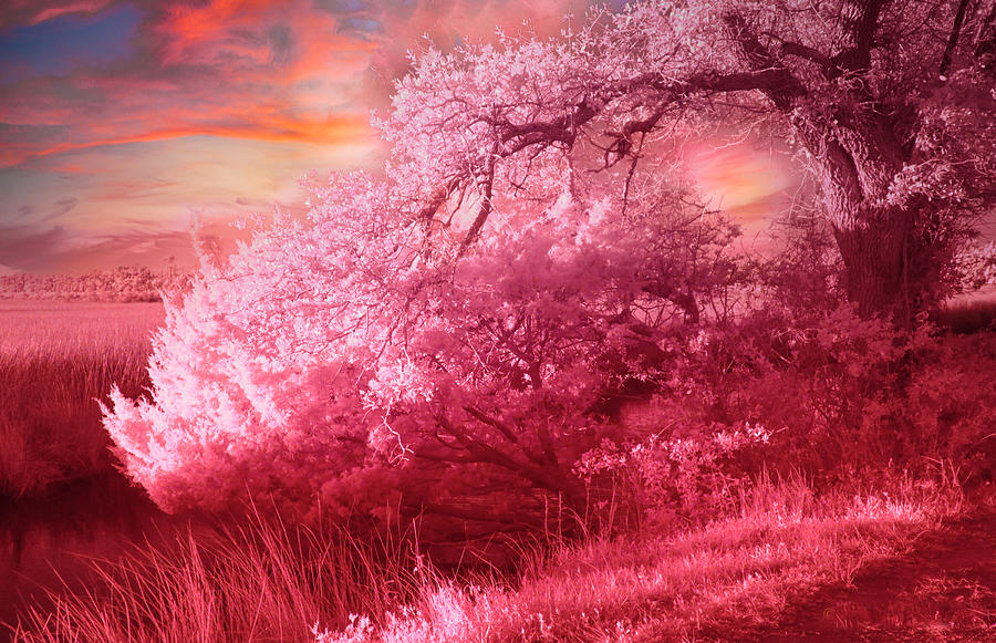 The Lone Oak Pretty In Pink Photograph