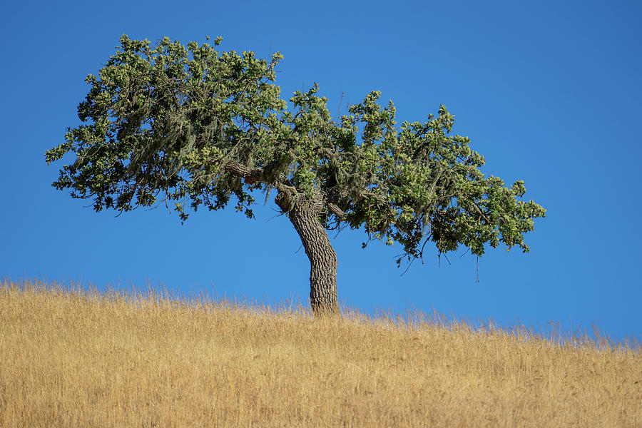 The Lone Oak Tree Photograph by Tina Horne