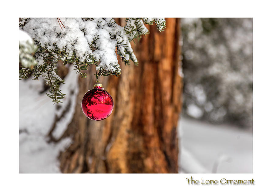 The Lone Ornament Edition 11 Photograph by Peter Tellone