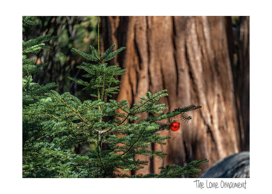 The Lone Ornament Edition 13 Photograph by Peter Tellone