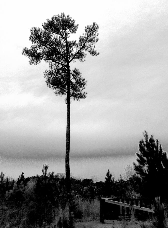 The Lone Pine 1 Photograph by Brandon Strellis The Lone Pine 1 Photograph by Brandon Strellis