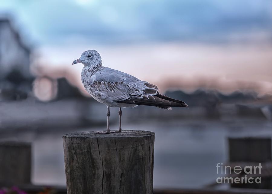 The Lone Seagulll Photograph by Mary Lou Chmura