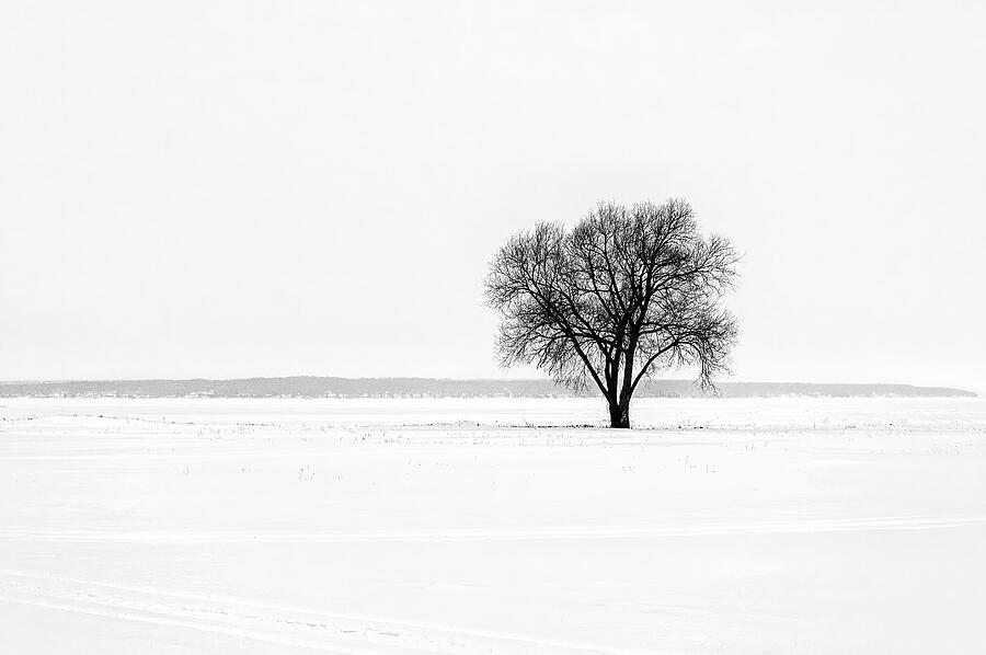 The Lone Tree Photograph by Andrew Wilson
