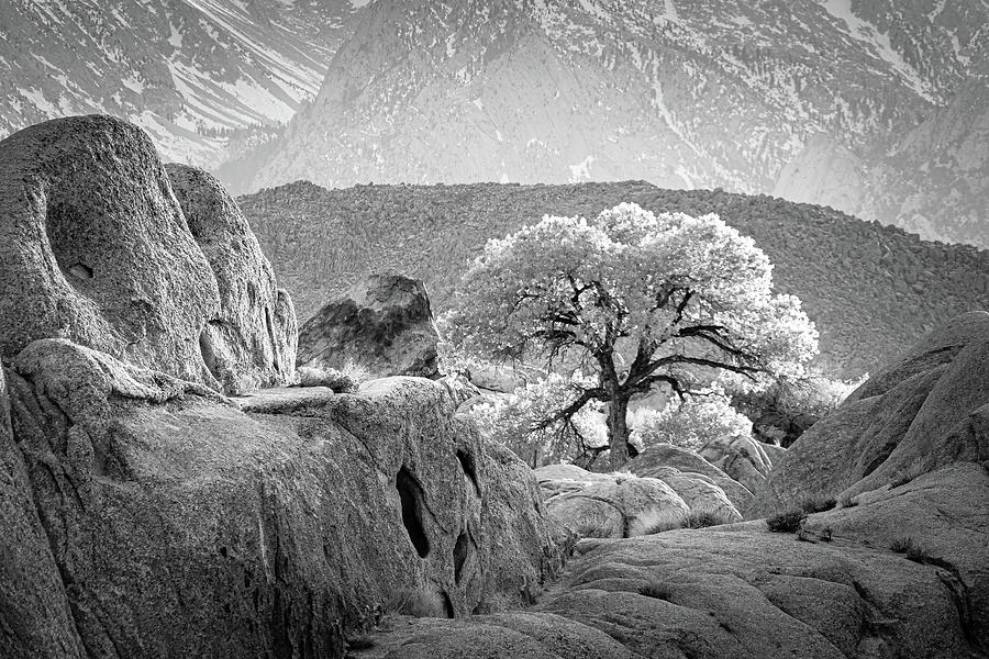 The Lone Tree in Alabama Hills Photograph by Janis Knight