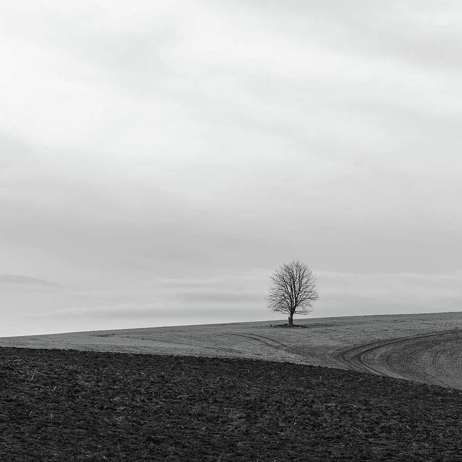 The Lone Tree Of Bohemian Paradise Photograph By Martin Vorel ...