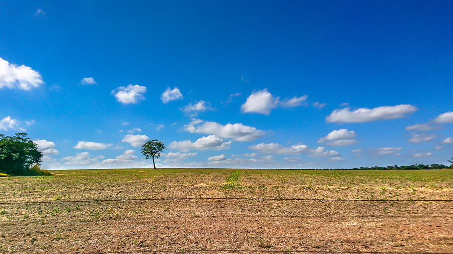 The loneliness of the tree in the middle of the soy plantation in the rural area of Piracicaba. Photograph by CRMacedonio