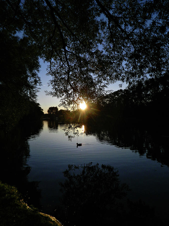 The Lonely Duck Photograph by Cyryn Fyrcyd