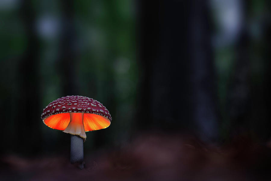 The lonely glowing mushroom Photograph by Dirk Ercken